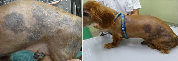 甲状腺機能低下症