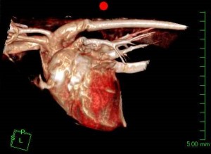 torii purin post op.jpg`